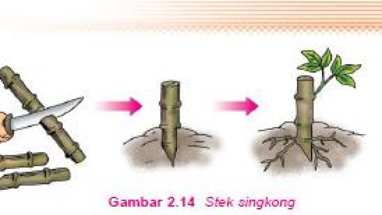 Detail Contoh Tanaman Stek Nomer 15