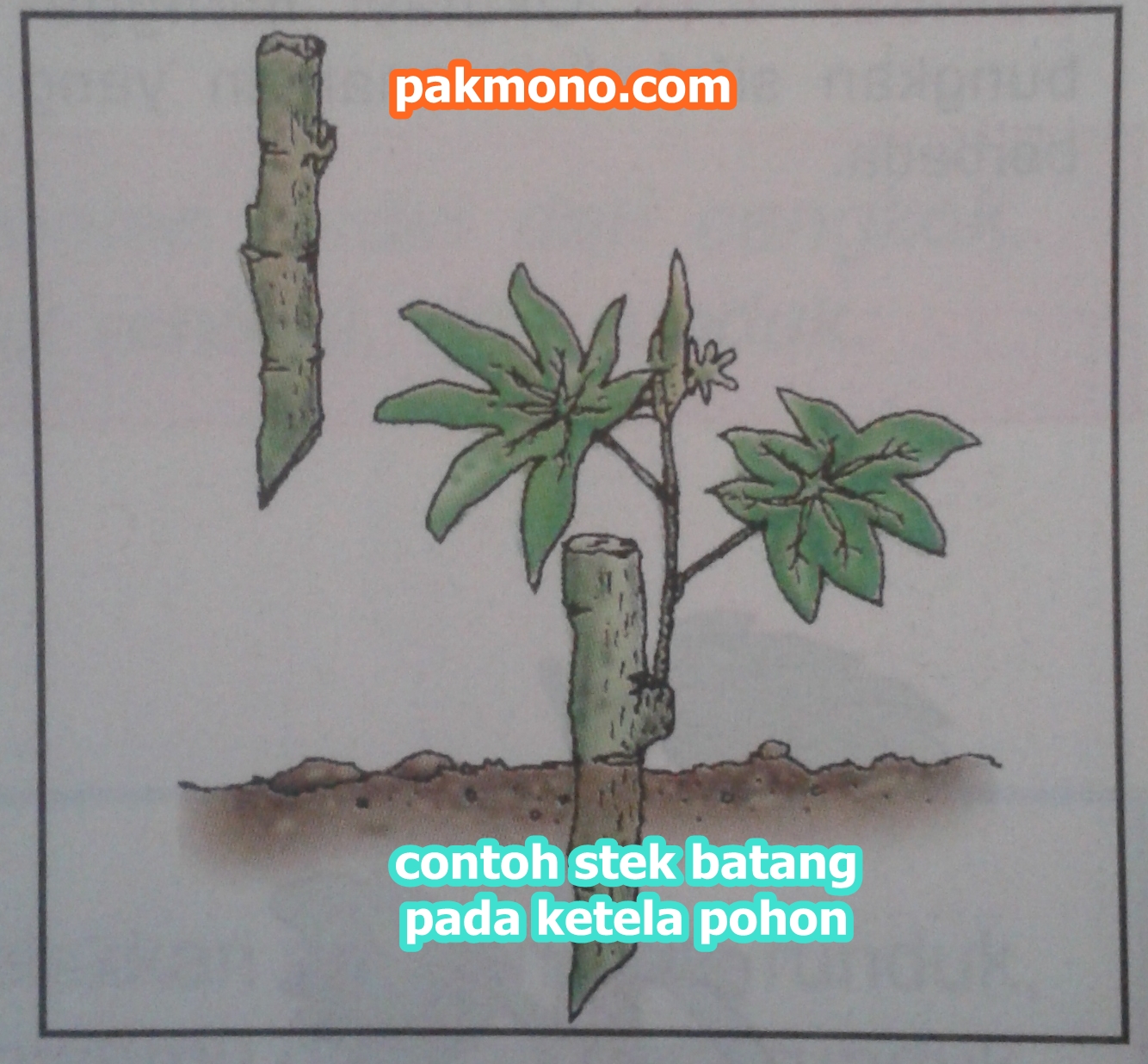 Detail Contoh Tanaman Stek Batang Nomer 21