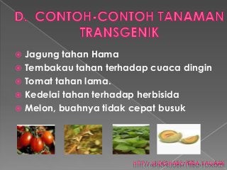 Detail Contoh Tanaman Transgenik Nomer 14