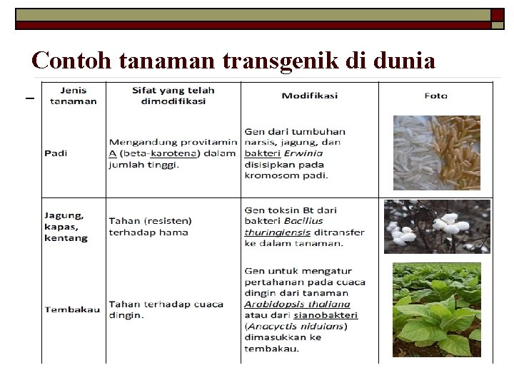 Detail Contoh Tanaman Transgenik Nomer 17