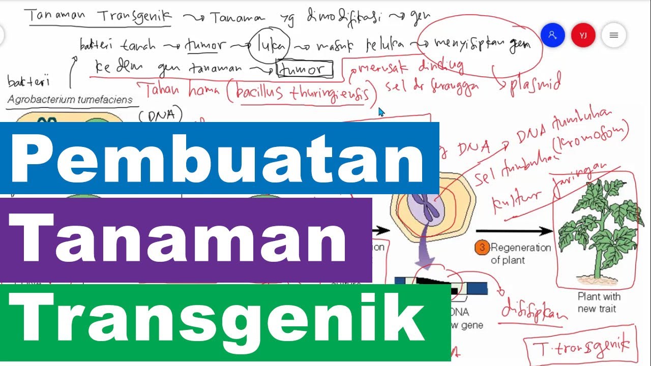 Detail Contoh Tanaman Transgenik Nomer 41