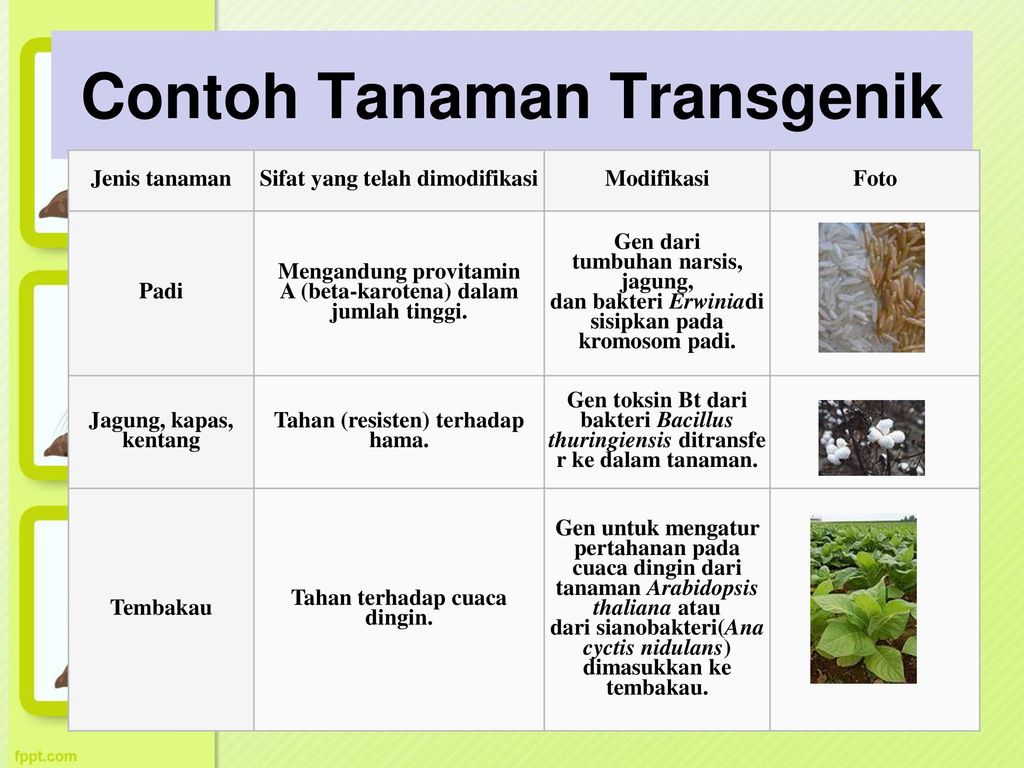 Detail Contoh Tanaman Transgenik Nomer 4