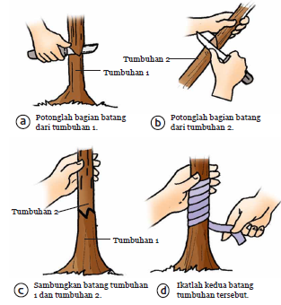 Detail Contoh Tanaman Vegetatif Buatan Nomer 17