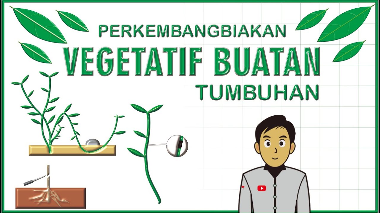 Detail Contoh Tanaman Vegetatif Buatan Nomer 21