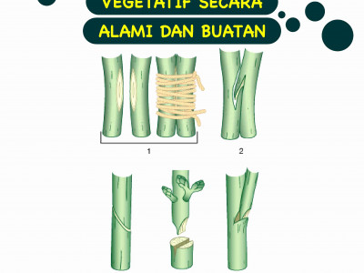 Detail Contoh Tanaman Vegetatif Buatan Nomer 22