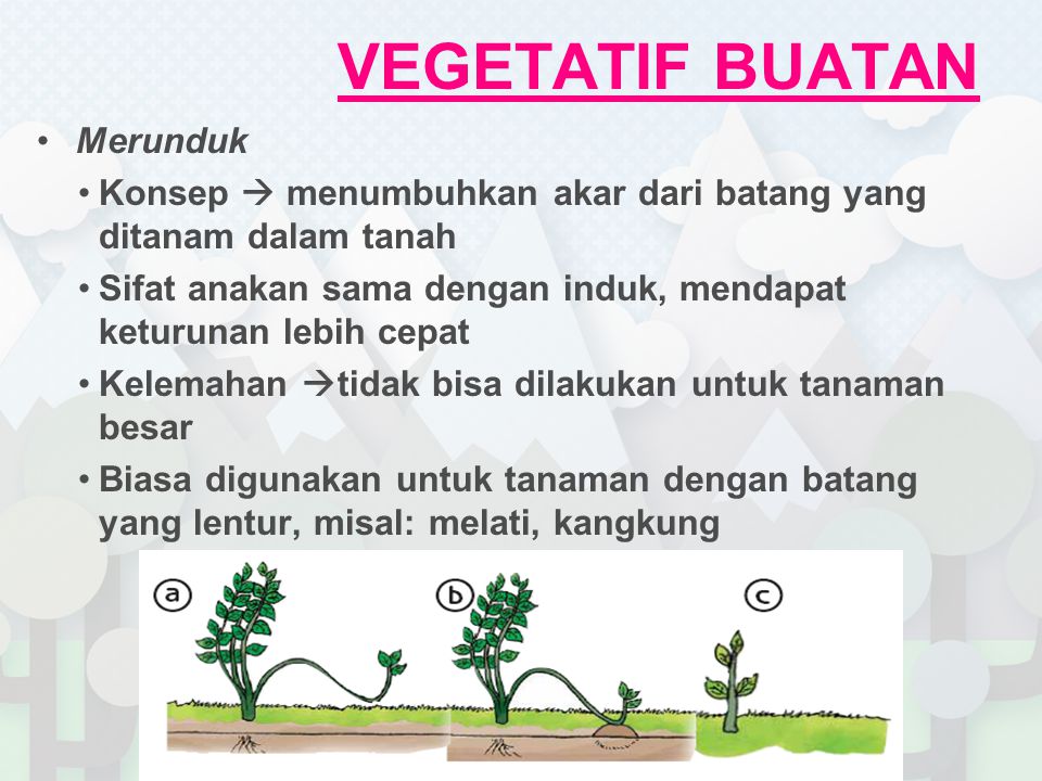 Detail Contoh Tanaman Vegetatif Buatan Nomer 53