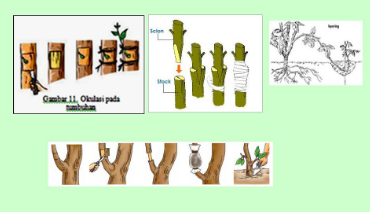 Detail Contoh Tanaman Vegetatif Buatan Nomer 54