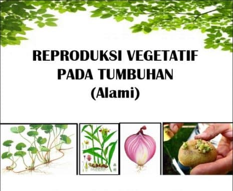 Detail Contoh Tanaman Vegetatif Buatan Nomer 10