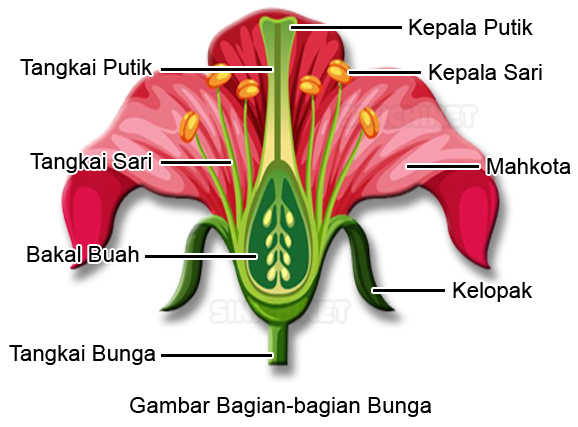 Detail Contoh Tanaman Vegetatif Dan Generatif Nomer 11