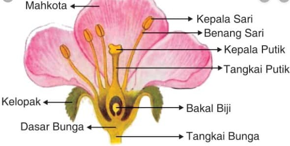 Detail Contoh Tanaman Vegetatif Dan Generatif Nomer 15