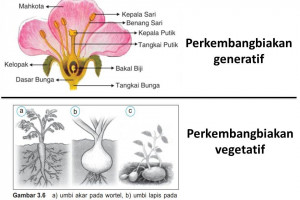 Detail Contoh Tanaman Vegetatif Dan Generatif Nomer 23