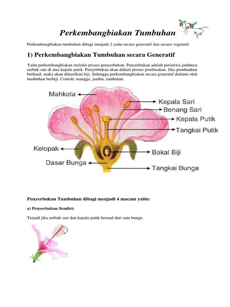 Detail Contoh Tanaman Vegetatif Dan Generatif Nomer 24