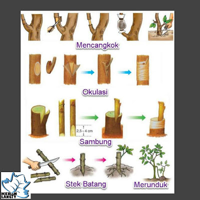 Detail Contoh Tanaman Vegetatif Dan Generatif Nomer 6