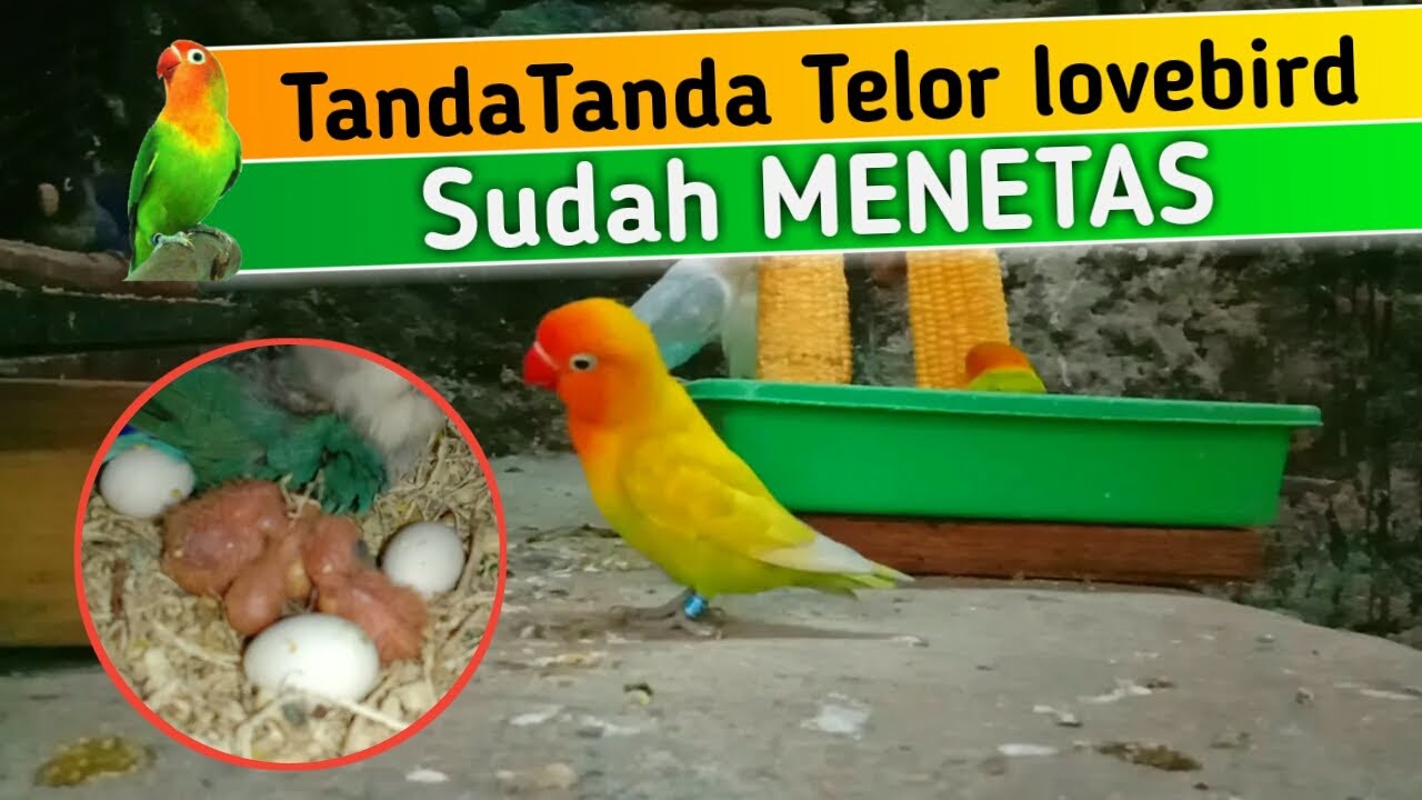 Contoh Telur Lovebird Yang Akan Menetas - KibrisPDR