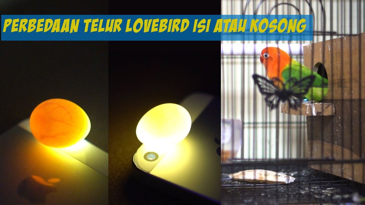 Detail Contoh Telur Lovebird Yang Akan Menetas Nomer 2