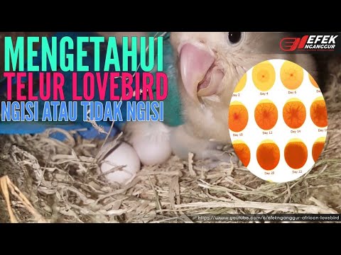 Detail Contoh Telur Lovebird Yang Akan Menetas Nomer 20