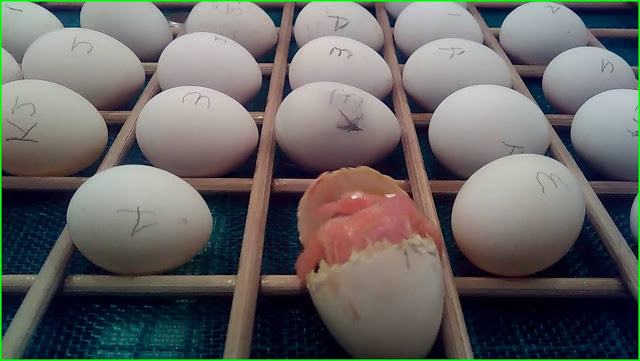 Detail Contoh Telur Lovebird Yang Akan Menetas Nomer 36