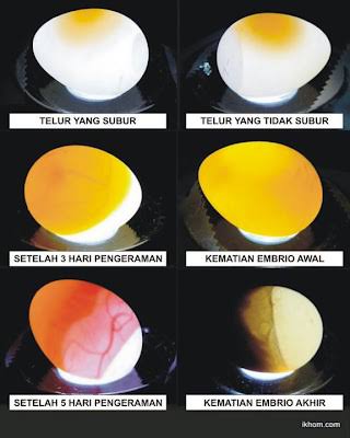 Detail Contoh Telur Lovebird Yang Akan Menetas Nomer 5