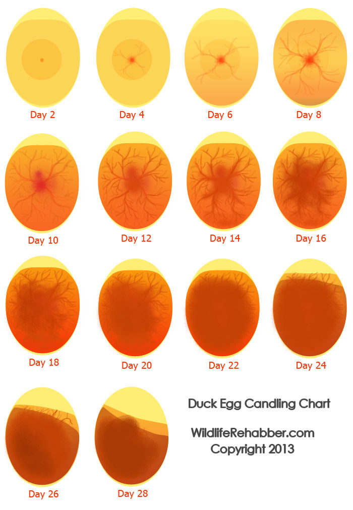 Detail Contoh Telur Lovebird Yang Akan Menetas Nomer 7