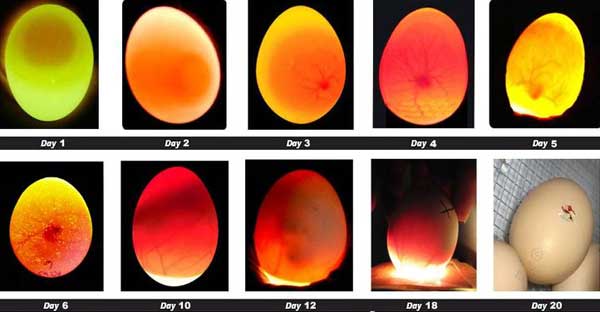 Detail Contoh Telur Lovebird Yang Akan Menetas Nomer 8