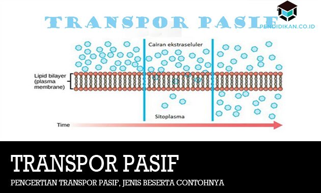 Contoh Transpor Pasif - KibrisPDR