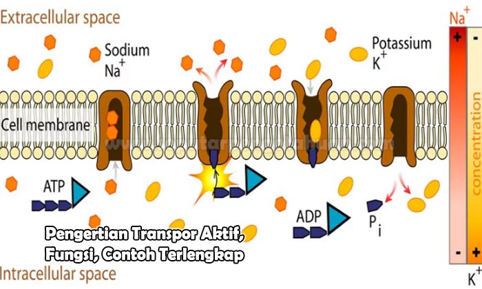 Detail Contoh Transpor Pasif Nomer 14