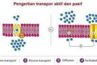 Detail Contoh Transpor Pasif Nomer 17