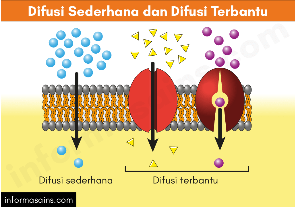 Detail Contoh Transpor Pasif Nomer 21