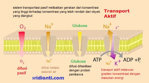 Detail Contoh Transpor Pasif Nomer 25