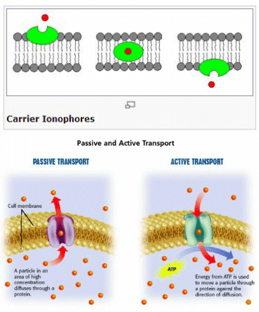 Detail Contoh Transpor Pasif Nomer 26