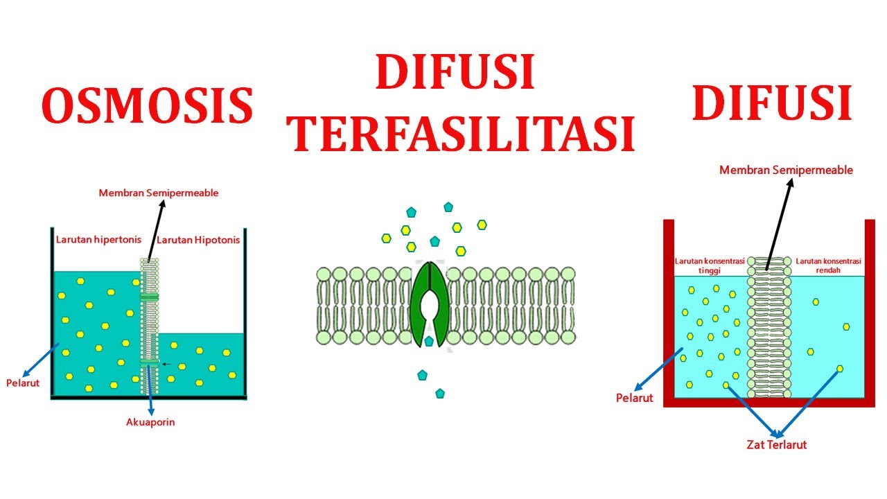 Detail Contoh Transpor Pasif Nomer 4