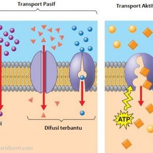 Detail Contoh Transpor Pasif Nomer 42