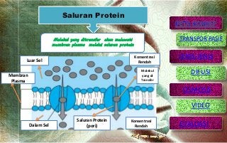 Detail Contoh Transpor Pasif Nomer 47