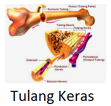Detail Contoh Tulang Keras Nomer 2