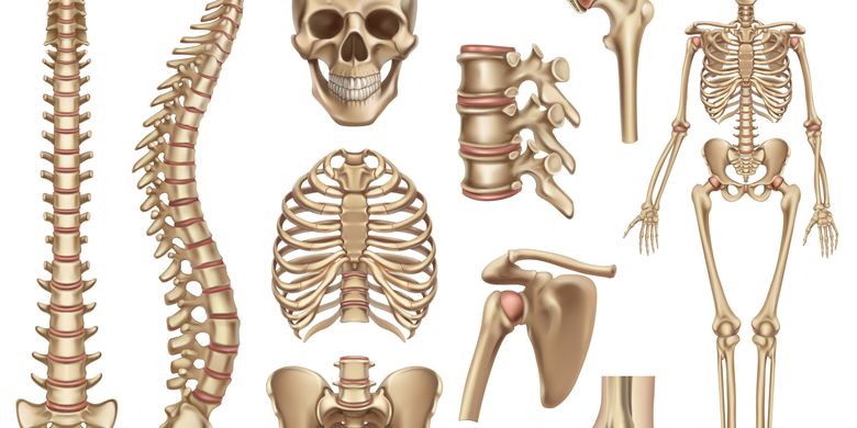 Detail Contoh Tulang Keras Nomer 15