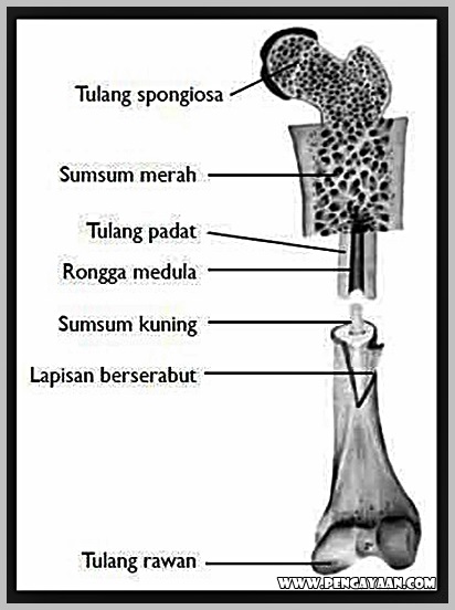 Detail Contoh Tulang Keras Nomer 18