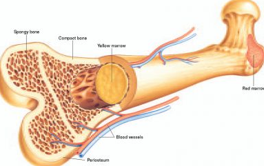 Detail Contoh Tulang Keras Nomer 3