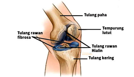 Detail Contoh Tulang Keras Nomer 31