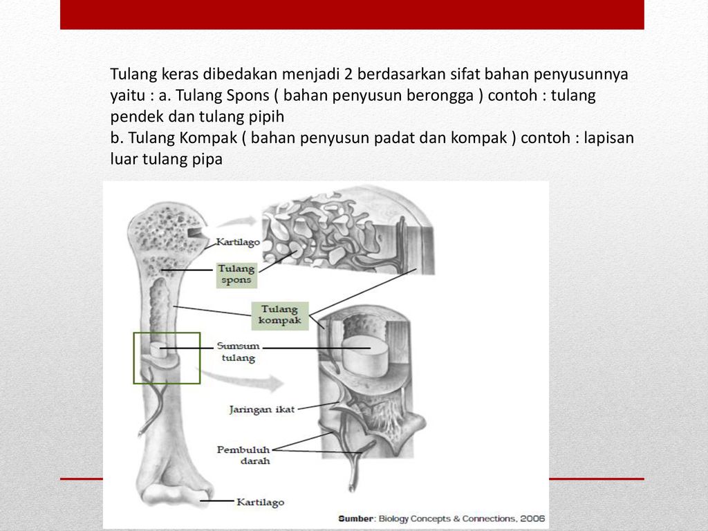 Detail Contoh Tulang Keras Nomer 38