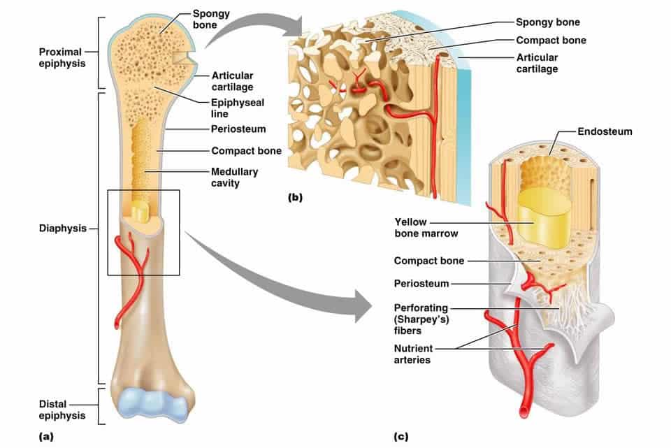 Detail Contoh Tulang Keras Nomer 39