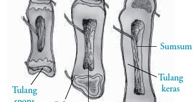 Detail Contoh Tulang Keras Nomer 44
