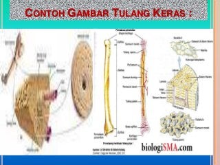 Detail Contoh Tulang Keras Nomer 45