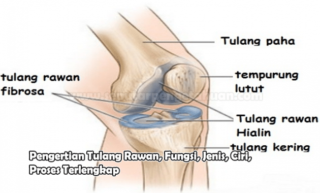 Detail Contoh Tulang Keras Nomer 46