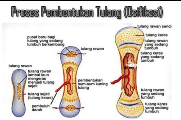 Detail Contoh Tulang Keras Nomer 48