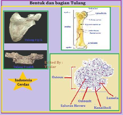 Detail Contoh Tulang Keras Nomer 49