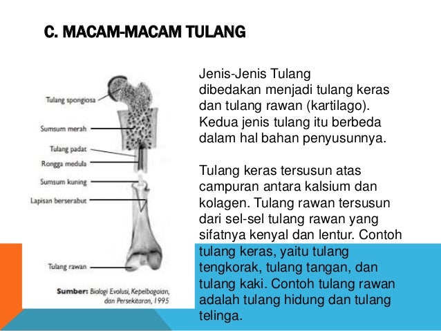 Detail Contoh Tulang Keras Nomer 50
