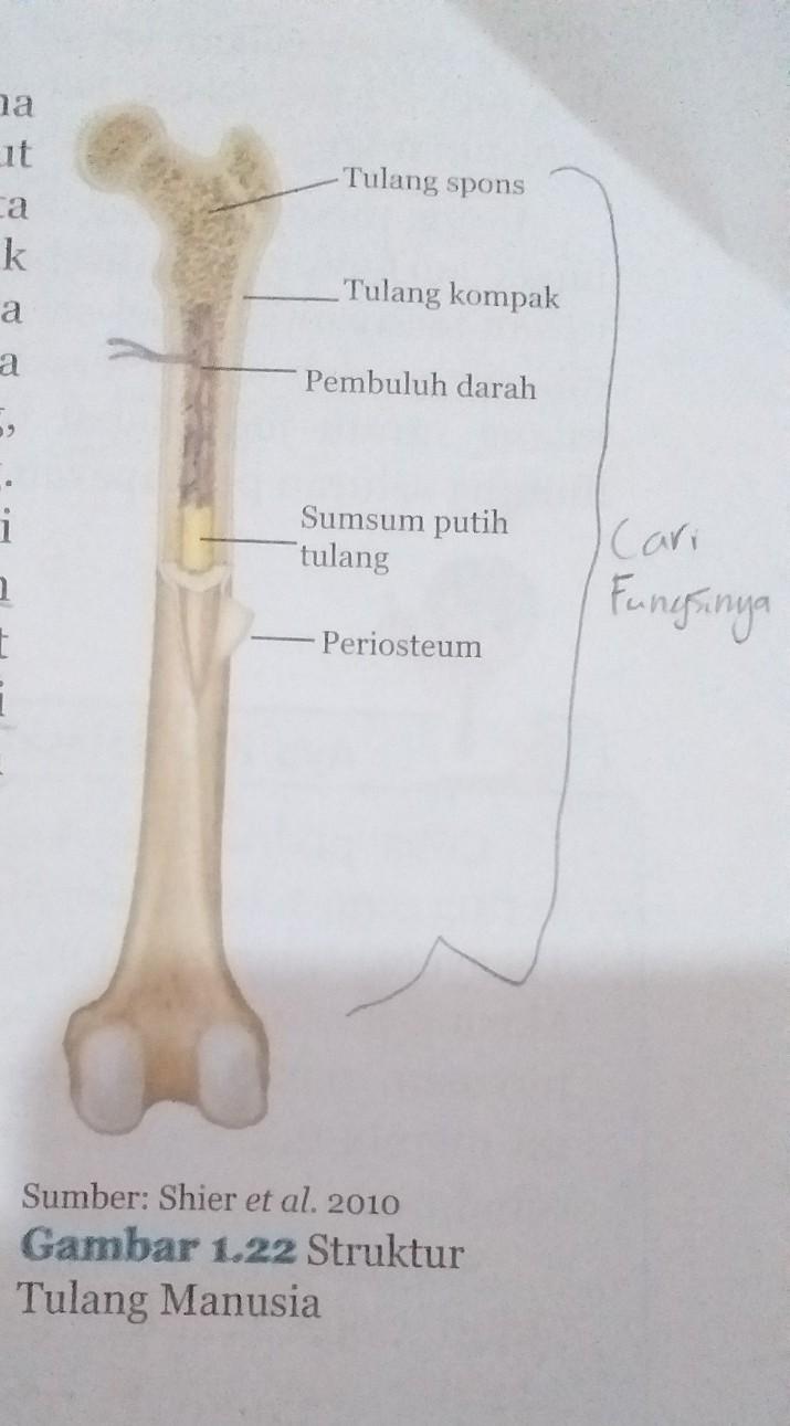Detail Contoh Tulang Keras Nomer 51