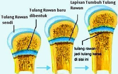 Detail Contoh Tulang Keras Nomer 7
