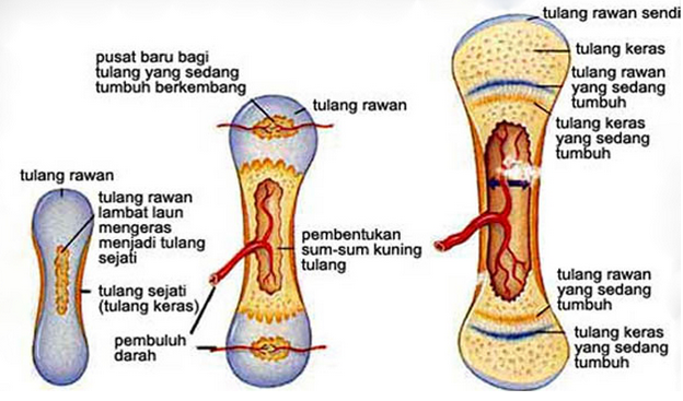 Detail Contoh Tulang Keras Nomer 8