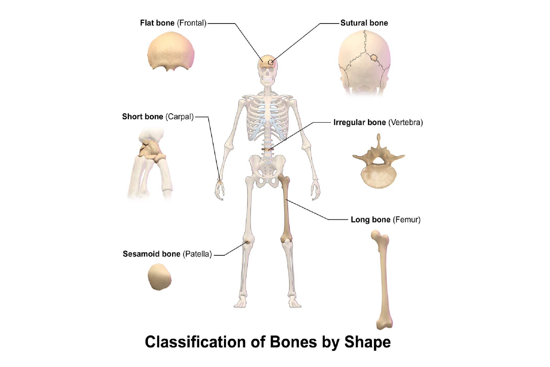 Contoh Tulang Pendek - KibrisPDR